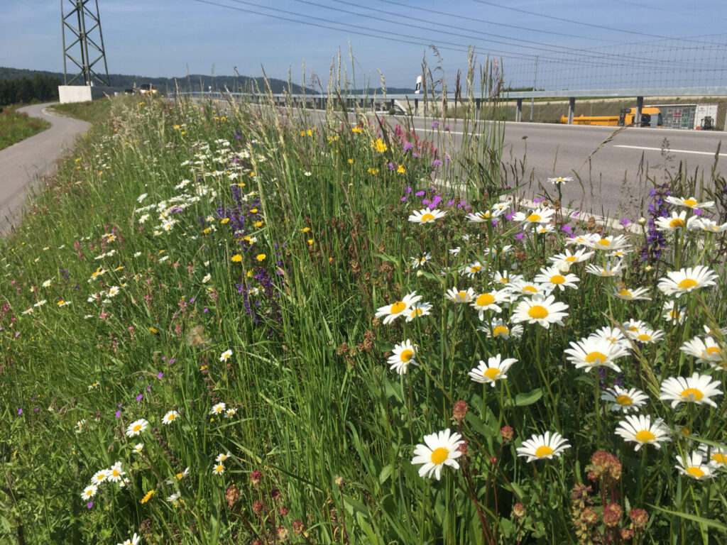 Wildblumen nach Nassansaat an Autobahn Zürich Nordring - idrosemina zurigo